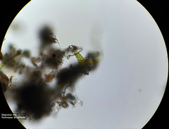 Bryophyta