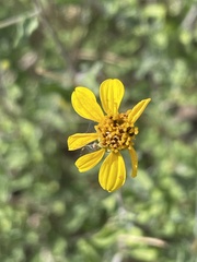 Bahiopsis microphylla