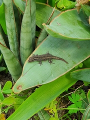 Lygodactylus capensis