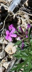 Glandularia pubera