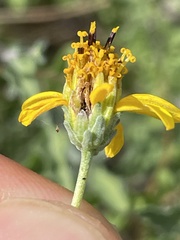 Bahiopsis microphylla