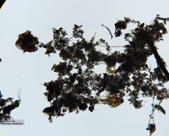 Bryophyta