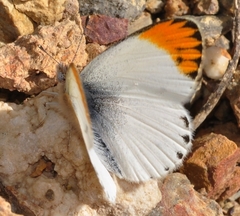 Colotis evagore