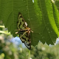 Anania hortulata