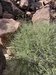 Bahiopsis microphylla