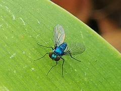 Condylostylus armipes