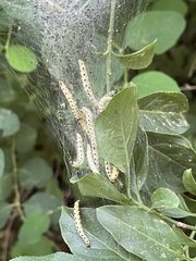 Yponomeuta cagnagella
