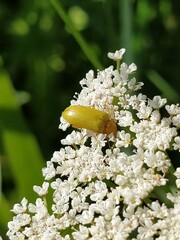 Cteniopus sulphureus