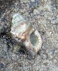 Alanbeuella corrugata