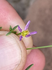Fagonia laevis