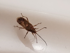 Belonochilus numenius