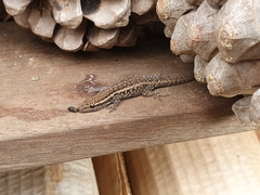 Lygodactylus capensis