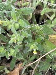 Nonea lutea