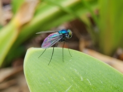 Condylostylus armipes