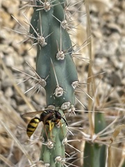 Philanthus triangulum