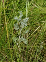 Artemisia maritima