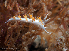 Flabellina dushia