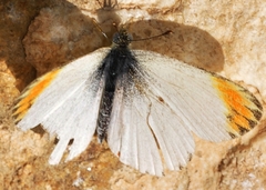Colotis evagore