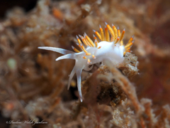 Flabellina dushia