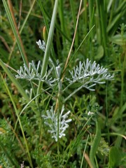 Artemisia maritima