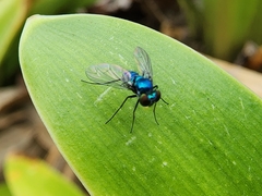 Condylostylus armipes