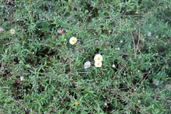 Erigeron karvinskianus