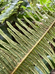 Sticherus owhyhensis