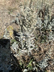 Artemisia cana