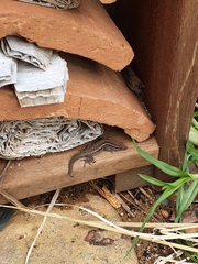 Lygodactylus capensis