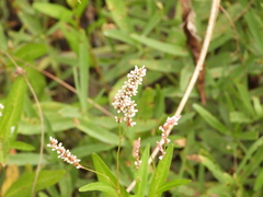 Persicaria hydropiperoides