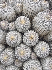 Copiapoa dealbata