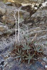 Dudleya saxosa