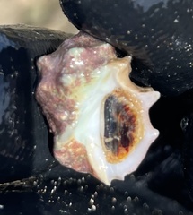 Acanthais triangularis