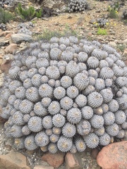 Copiapoa dealbata