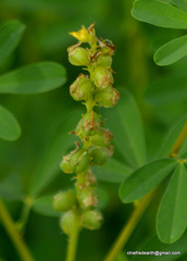 Crotalaria medicaginea