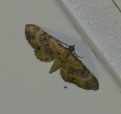 Eupithecia linariata