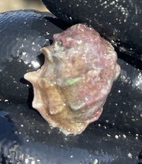 Acanthais triangularis