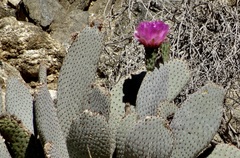 Opuntia basilaris basilaris