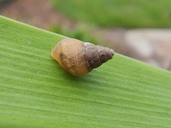 Bulimulus bonariensis