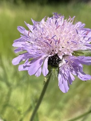 Oxythyrea funesta