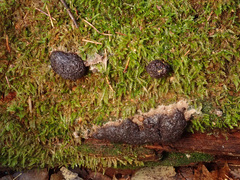 Siphoptychium violaceum