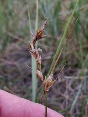 Carex arenaria