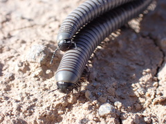 Ommatoiulus rutilans