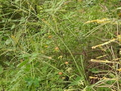 Cardiospermum halicacabum