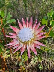 Protea cynaroides