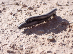 Ommatoiulus rutilans