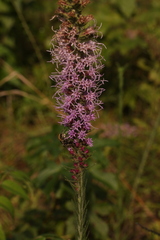 Liatris pycnostachya