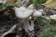 Entoloma