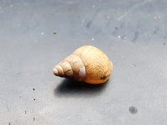 Bulimulus bonariensis