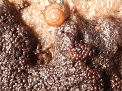 Siphoptychium violaceum